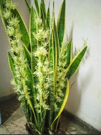 虎尾蘭開花|[植藝佳]銀脈虎尾蘭 開花 結果 虎尾蘭開花代表什麼寓。